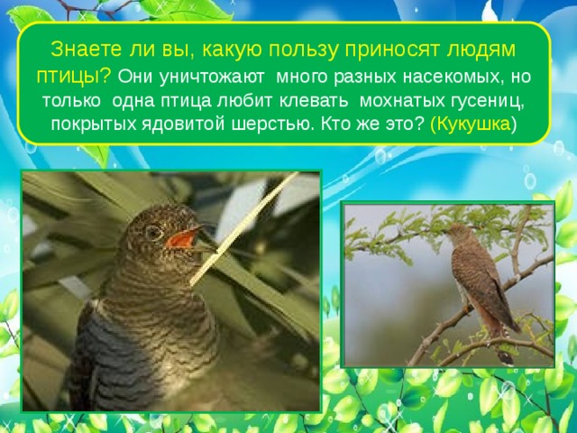 Знаете ли вы, какую пользу приносят людям птицы? Они уничтожают много разных насекомых, но только одна птица любит клевать мохнатых гусениц, покрытых ядовитой шерстью. Кто же это? (Кукушка ) 