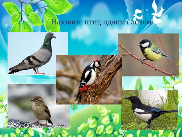  Назовите птиц одним словом 