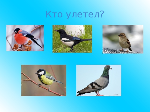 Кто улетел? 