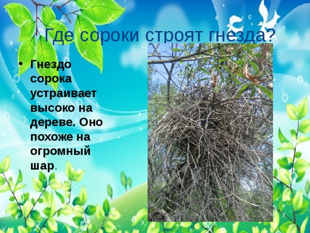 Где сороки строят гнезда? Гнездо сорока устраивает высоко на дереве. Оно похоже на огромный шар . 