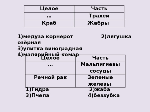 Между позициями первого и второго. Краб жабры а трахеи. Часть жабры целое. Лягушка Озёрная трахеи. Трахеи имеют пчела гидра беззубка.