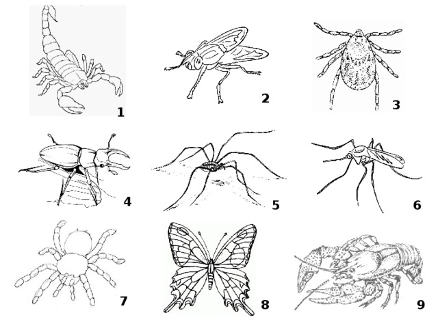 Тест по биологии членистоногие