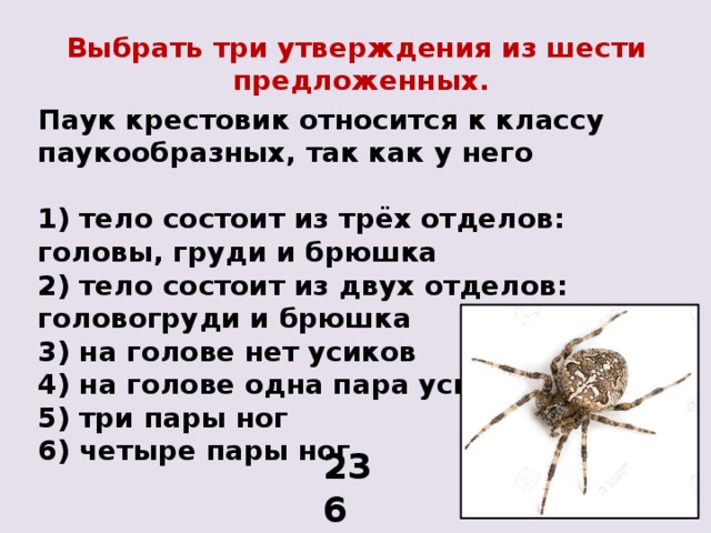 Жуков 6 у паука 8. Паук крестовик относится к классу. Брюшко паука крестовика. К классу паукообразные относятся. Паук крестовик относится к классу паукообразных так как.