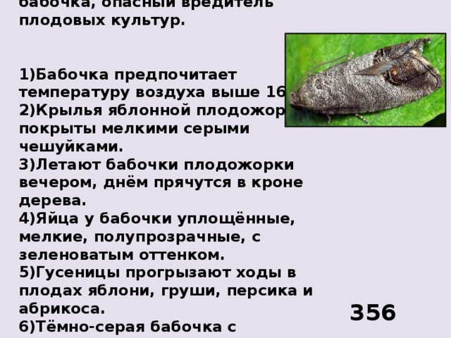 Известно, что яблонная плодожорка – это ночная бабочка, опасный вредитель плодовых культур.   1)Бабочка предпочитает температуру воздуха выше 16°С. 2)Крылья яблонной плодожорки покрыты мелкими серыми чешуйками. 3)Летают бабочки плодожорки вечером, днём прячутся в кроне дерева. 4)Яйца у бабочки уплощённые, мелкие, полупрозрачные, с зеленоватым оттенком. 5)Гусеницы прогрызают ходы в плодах яблони, груши, персика и абрикоса. 6)Тёмно-серая бабочка с размахом крыльев 18-20 мм, длиной тела 10 мм . 356 