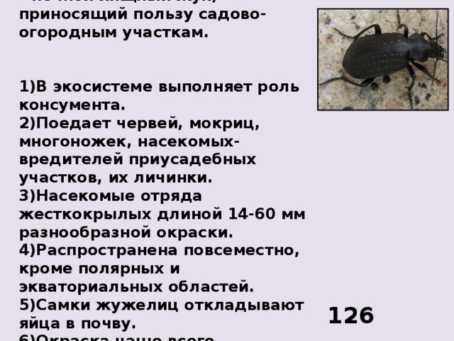 Известно, что жужелица садовая – ночной хищный жук, приносящий пользу садово-огородным участкам.    1)В экосистеме выполняет роль консумента. 2)Поедает червей, мокриц, многоножек, насекомых-вредителей приусадебных участков, их личинки. 3)Насекомые отряда жесткокрылых длиной 14-60 мм разнообразной окраски. 4)Распространена повсеместно, кроме полярных и экваториальных областей. 5)Самки жужелиц откладывают яйца в почву. 6)Окраска чаще всего черноватая или металлическая. 126 