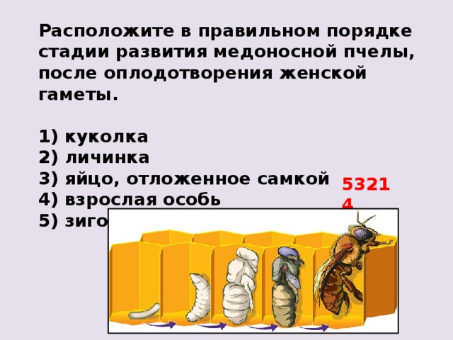 Расположите в правильном порядке стадии развития медоносной пчелы, после оплодотворения женской гаметы.  1) куколка 2) личинка 3) яйцо, отложенное самкой 4) взрослая особь 5) зигота 53214 