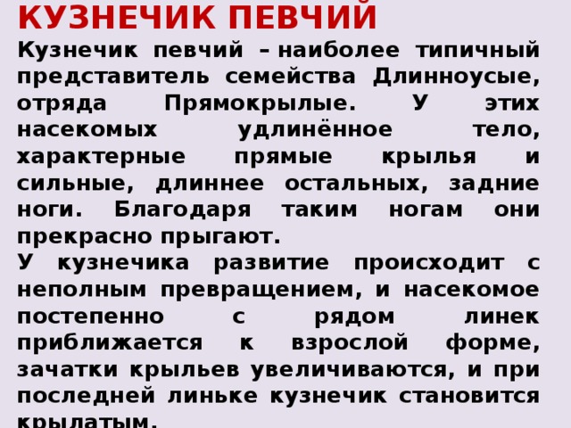 КУЗНЕЧИК ПЕВЧИЙ Кузнечик певчий –  наиболее типичный представитель семейства Длинноусые, отряда Прямокрылые. У этих насекомых удлинённое тело, характерные прямые крылья и сильные, длиннее остальных, задние ноги. Благодаря таким ногам они прекрасно прыгают. У кузнечика развитие происходит с неполным превращением, и насекомое постепенно с рядом линек приближается к взрослой форме, зачатки крыльев увеличиваются, и при последней линьке кузнечик становится крылатым. 