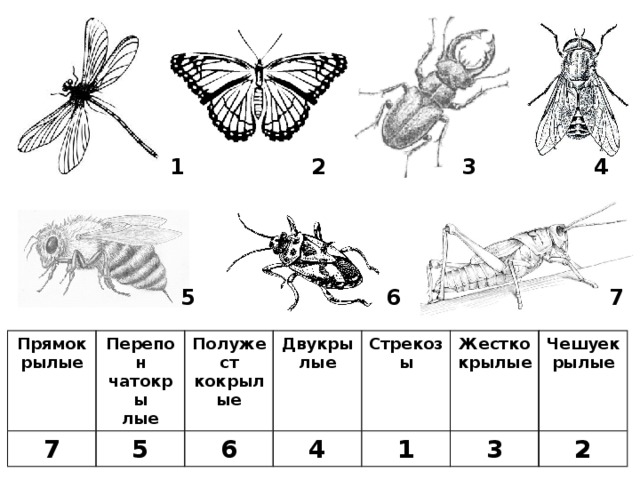 Тип членистоногие 7 класс таблица