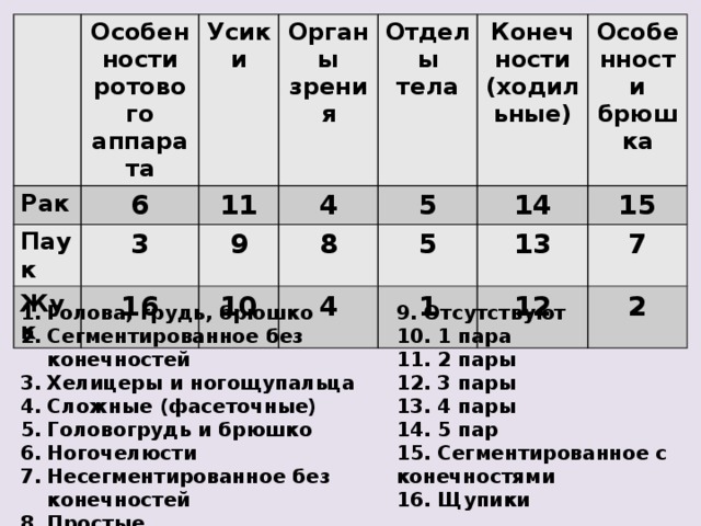 Особенности ротового аппарата Рак Паук 6 Усики 3 Жук Органы зрения 11 16 Отделы тела 4 9 Конечности (ходильные)  5 10 8 4 5 14 Особенности брюшка 13 15 1 7 12 2 Голова, грудь, брюшко Сегментированное без конечностей Хелицеры и ногощупальца Сложные (фасеточные) Головогрудь и брюшко Ногочелюсти Несегментированное без конечностей Простые 9. Отсутствуют 10. 1 пара 11. 2 пары 12. 3 пары 13. 4 пары 14. 5 пар 15. Сегментированное с конечностями 16. Щупики 