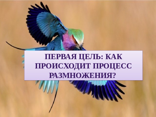 Первая цель: как происходит процесс размножения? 