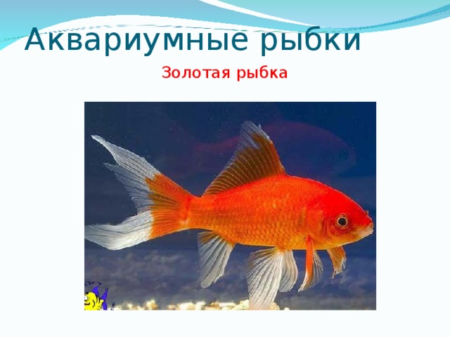 Аквариумные рыбки Золотая рыбка 