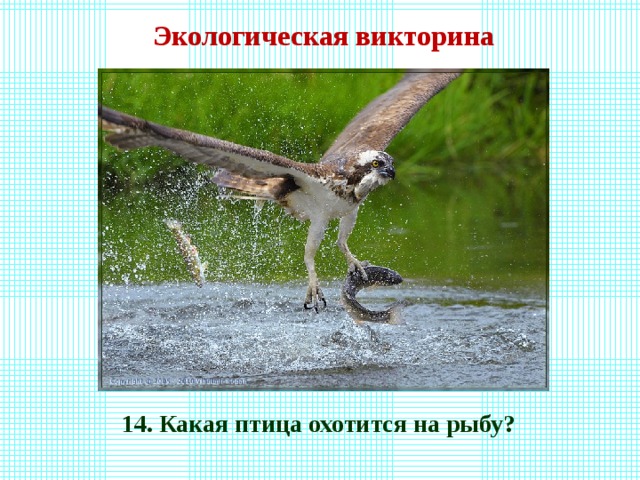 Экологическая викторина 14. Какая птица охотится на рыбу? 
