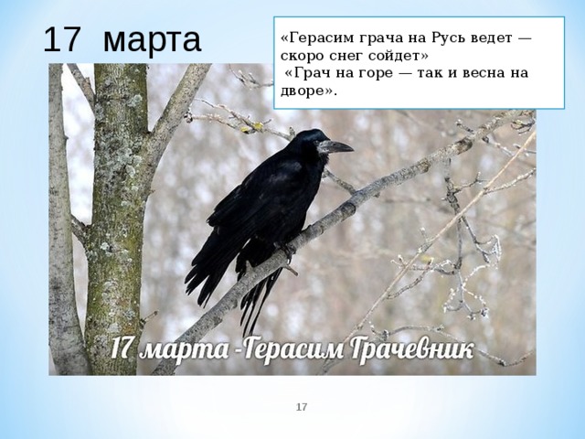 Поговорки о грачах как красиво оформить. Грач на горе. Грач на горе Весна на дворе. Пословицы о Грачах. 17 Марта Герасим Грачевник Грач на горе.