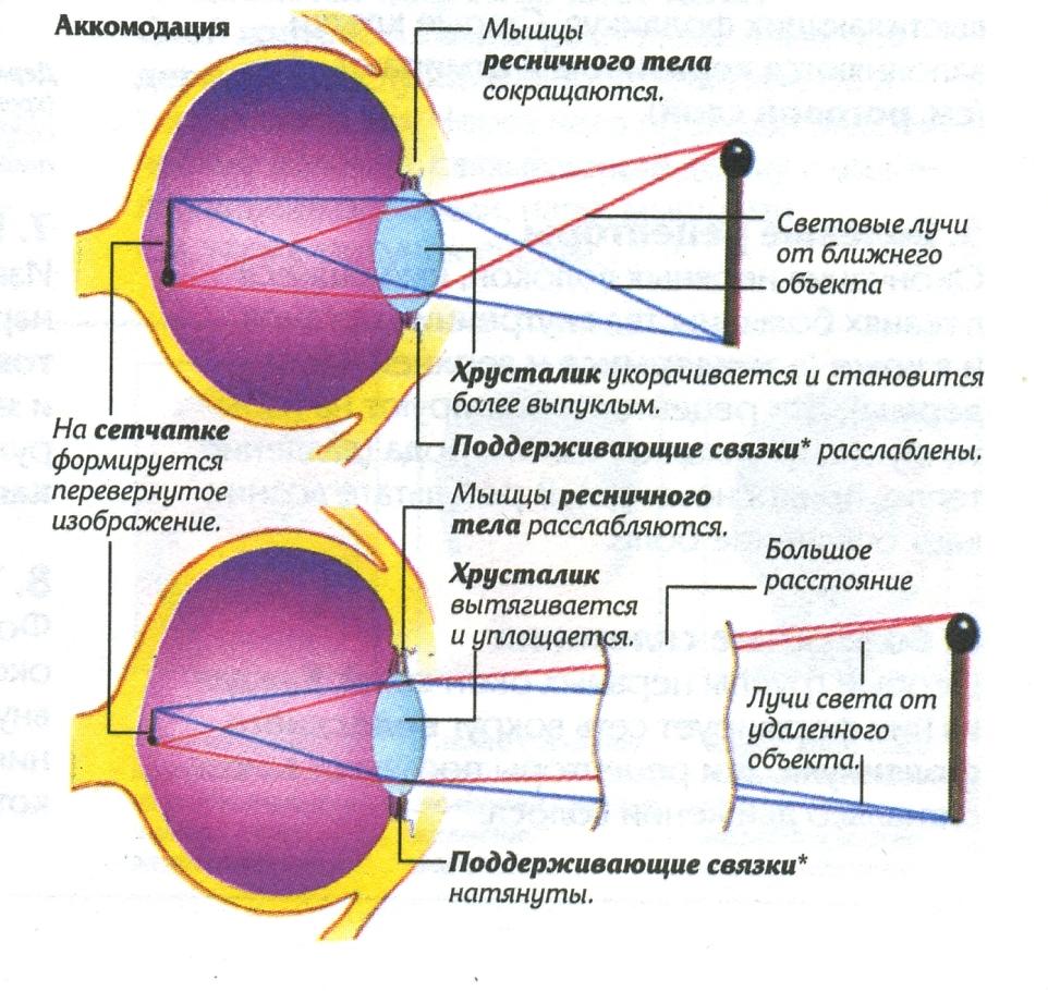 Фокусировка глаза человека. Схема аккомодации хрусталика. Аппарат аккомодации глаза схема. Механизм аккомодации глаза схема. Схема преломления лучей хрусталиком глаза.