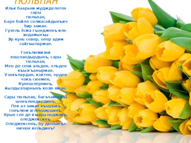 САРЫ ТЮЛЬПАН Ильк баарьни муджделеген сары тюльпан, Баре бойле солмасайдынъич бир заман. Гузель ёсма гъондженъ иле эндамынъы Эр кунь север, опер эдим сайгъыларман.  Гонълюмизни хошландырдынъ, сары тюльпан, Мен де сени эльден, ельден къызгъанырман. Узакълардан, коктен, ерден чокъ сюемен, Кунешлернинъ, йылдызларнынъ козю яман.  Сары тюльпан, багъчамызны шенълендирдинъ, Пек аз заман къырыкъ гонълюм эглендирдинъ. Ярын сен де къырыладжакъ, оледжексинъ, Оледжексенъ, бу дюньягъа ничюн кельдинъ? 