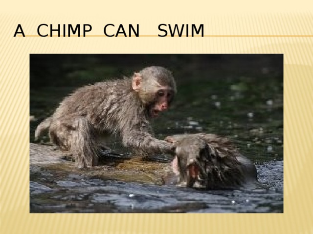 A chimp can swim 