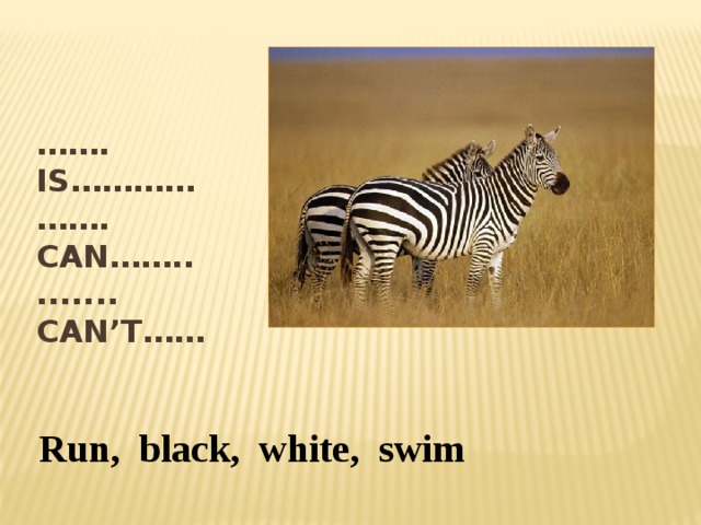 …… . Is…………  ……. Can……..  ....... Can’t…… Run, black, white, swim 