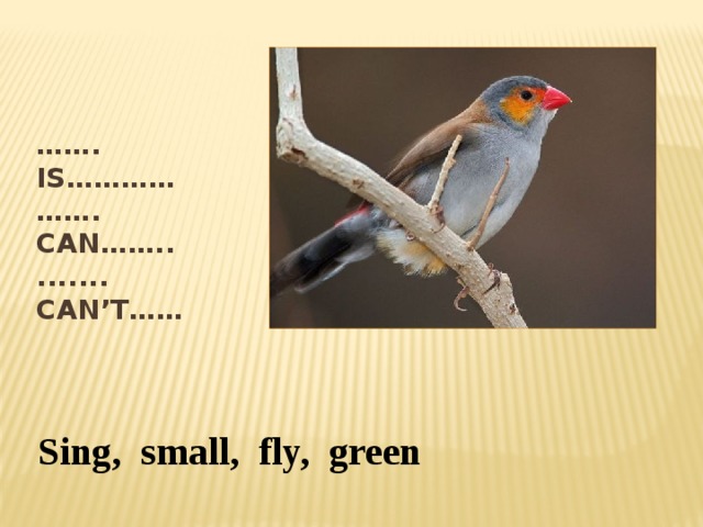 …… . Is…………  ……. Can……..  ....... Can’t…… Sing, small, fly, green 