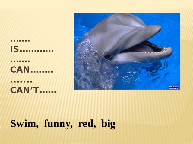 …… . Is…………  ……. Can……..  ....... Can’t…… Swim, funny, red, big 