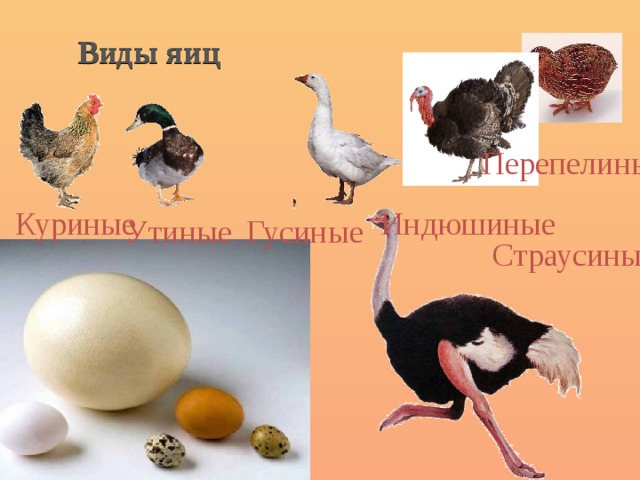 Виды яиц Перепелиные Индюшиные Куриные Утиные Гусиные Страусиные