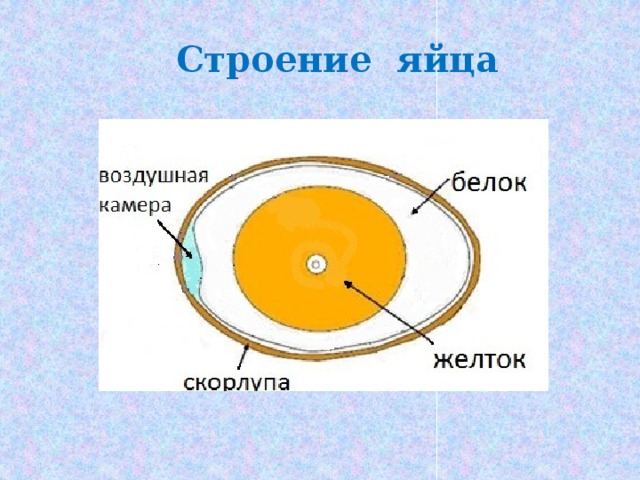 Строение яйца