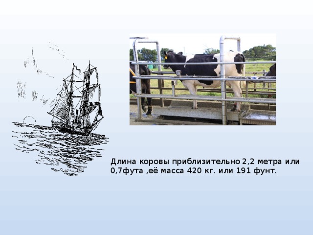 Длина коровы приблизительно 2,2 метра или 0,7фута ,её масса 420 кг. или 191 фунт. 