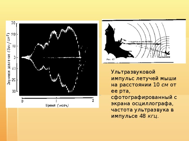 Ультразвуковой импульс летучей мыши на расстоянии 10 см от ее рта, сфотографированный с экрана осциллографа, частота ультразвука в импульсе 48 кгц . 