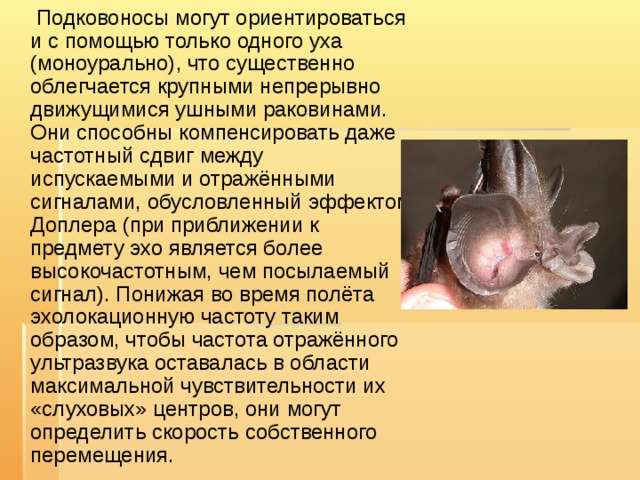  Подковоносы могут ориентироваться и с помощью только одного уха (моноурально), что существенно облегчается крупными непрерывно движущимися ушными раковинами. Они способны компенсировать даже частотный сдвиг между испускаемыми и отражёнными сигналами, обусловленный эффектом Доплера (при приближении к предмету эхо является более высокочастотным, чем посылаемый сигнал). Понижая во время полёта эхолокационную частоту таким образом, чтобы частота отражённого ультразвука оставалась в области максимальной чувствительности их «слуховых» центров, они могут определить скорость собственного перемещения. 