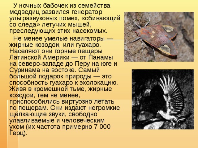  У ночных бабочек из семейства медведиц развился генератор ультразвуковых помех, «сбивающий со следа» летучих мышей, преследующих этих насекомых.  Не менее умелые навигаторы — жирные козодои, или гуахаро. Населяют они горные пещеры Латинской Америки — от Панамы на северо-западе до Перу на юге и Суринама на востоке. Самый большой подарок природы — это способность гуахаро к эхолокацию. Живя в кромешной тьме, жирные козодои, тем не менее, приспособились виртуозно летать по пещерам. Они издают негромкие щёлкающие звуки, свободно улавливаемые и человеческим ухом (их частота примерно 7 000 Герц). 