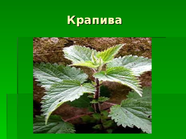 Проект по окружающему миру 3 класс крапива