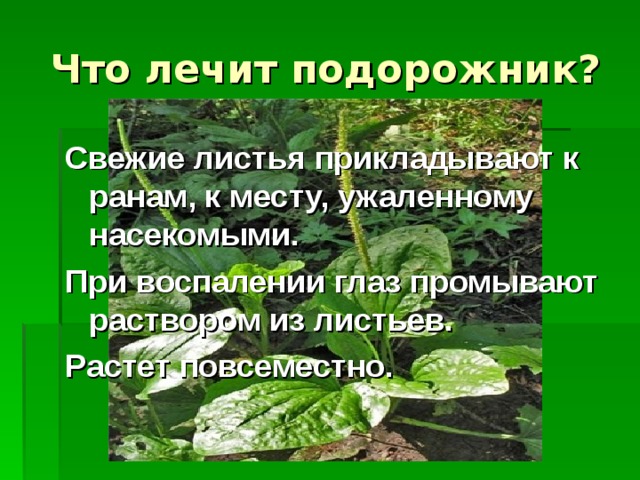 Презентация на тему: Лекарственные растения Подмосковья". 6 класс.