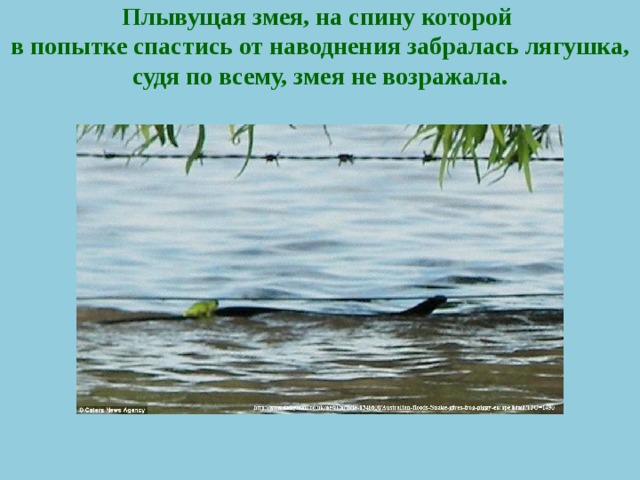 Плывущая змея, на спину которой  в попытке спастись от наводнения забралась лягушка, судя по всему, змея не возражала.   