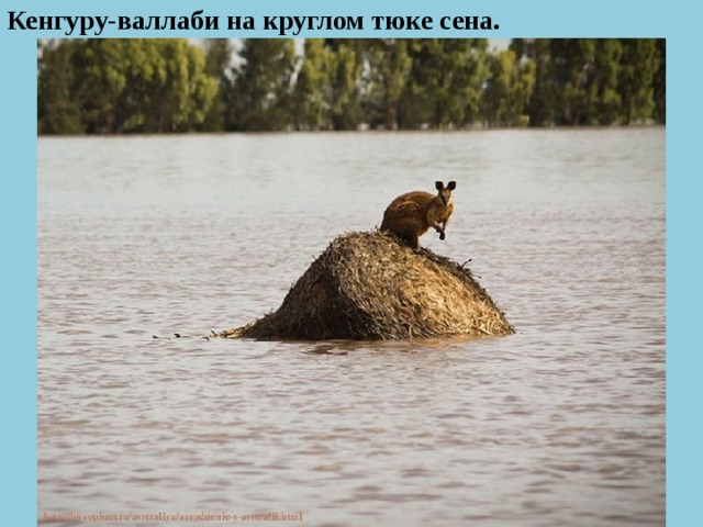 Кенгуру-валлаби на круглом тюке сена.