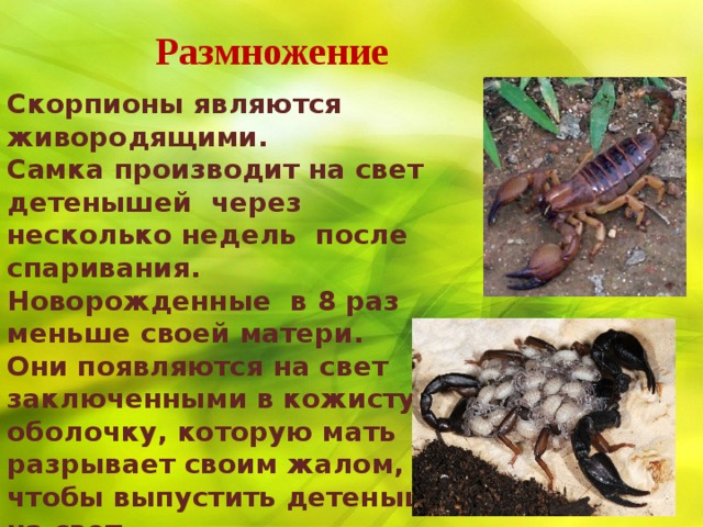 Скорпионы питание размножение виды сколько живут проект