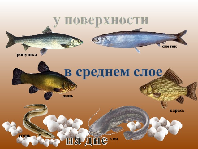 снеток ряпушка линь карась угорь сом  