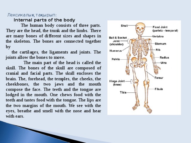 Parts how. Parts of the Human body текст. Презентация the Human body. External Parts of Human body.