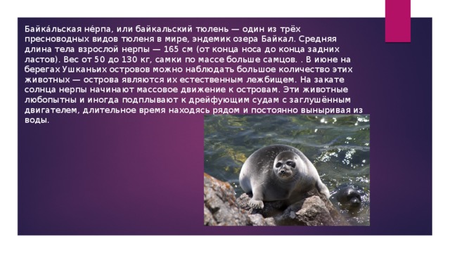 Байка́льская не́рпа, или байкальский тюлень — один из трёх пресноводных видов тюленя в мире, эндемик озера Байкал. Средняя длина тела взрослой нерпы — 165 см (от конца носа до конца задних ластов). Вес от 50 до 130 кг, самки по массе больше самцов. . В июне на берегах Ушканьих островов можно наблюдать большое количество этих животных — острова являются их естественным лежбищем. На закате солнца нерпы начинают массовое движение к островам. Эти животные любопытны и иногда подплывают к дрейфующим судам с заглушённым двигателем, длительное время находясь рядом и постоянно выныривая из воды. 