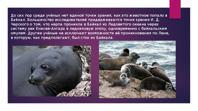 До сих пор среди учёных нет единой точки зрения, как это животное попало в Байкал. Большинство исследователей придерживаются точки зрения И. Д. Черского о том, что нерпа проникла в Байкал из Ледовитого океана через систему рек Енисей-Ангара в ледниковую эпоху, одновременно с байкальским омулем. Другие учёные не исключают возможности её проникновения по Лене, в которую, как предполагают, был сток из Байкала. 