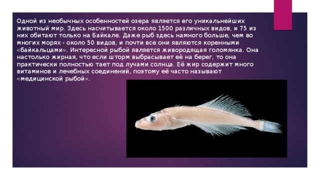 Одной из необычных особенностей озера является его уникальнейших животный мир. Здесь насчитывается около 1500 различных видов, и 75 из них обитают только на Байкале. Даже рыб здесь намного больше, чем во многих морях - около 50 видов, и почти все они являются коренными «байкальцами». Интересной рыбой является живородящая голомянка. Она настолько жирная, что если шторм выбрасывает её на берег, то она практически полностью тает под лучами солнца. Её жир содержит много витаминов и лечебных соединений, поэтому её часто называют «медицинской рыбой». 