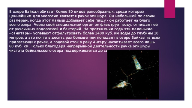 В озере Байкал обитает более 80 видов ракообразных, среди которых ценнейшим для экологии является рачок эпишура. Он небольшой по своим размерам, когда этот малыш добывает себе пищу - он работает на благо всего озера. Через свой специальный орган он фильтрует воду, отчищает её от различных водорослей и бактерий. На протяжении года эти маленькие «санитары» успевают отфильтровать более 1400 куб. км воды до глубины 10 метров, а это почти в десять раз больше чем попадает в озеро Байкал из всех прилегающих речек, а годовой сток в реку Ангару насчитывает всего лишь 60 куб. км. Только благодаря непрерывной деятельности рачка эпишуры чистота байкальского озера поддерживается до сих пор. 