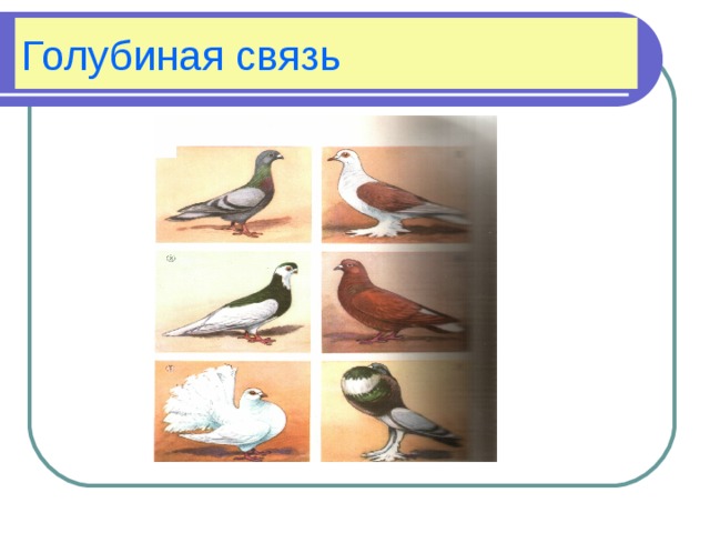 Голубиная связь 