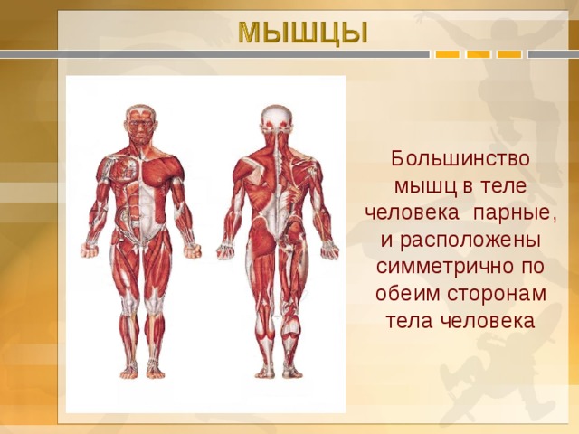 Большинство мышц в теле человека парные, и расположены симметрично по обеим сторонам тела человека 