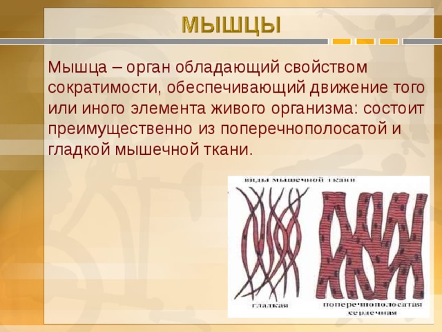 Мышца – орган обладающий свойством сократимости, обеспечивающий движение того или иного элемента живого организма: состоит преимущественно из поперечнополосатой и гладкой мышечной ткани. 