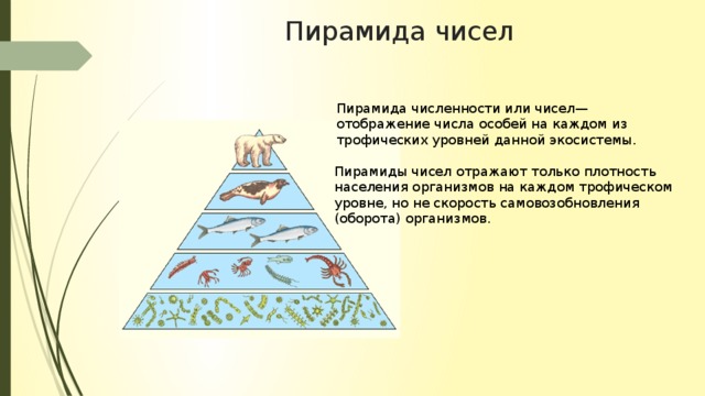 Пирамида численности картинка