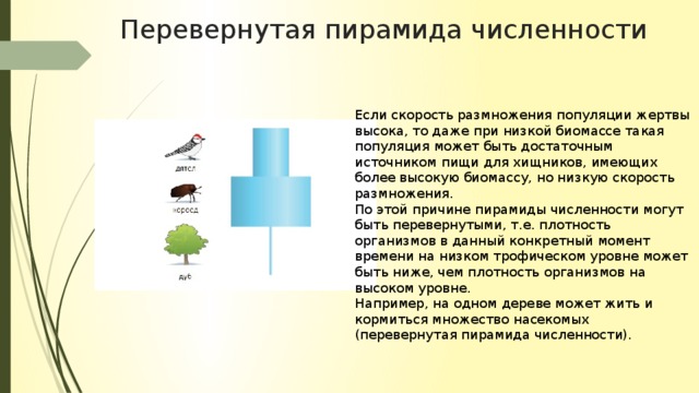 Имеют более высокую организацию