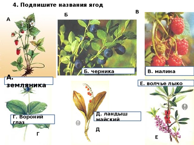 Подпиши названия растений