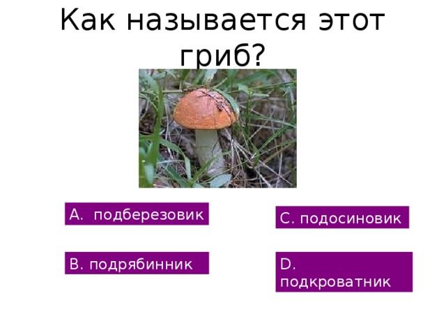 Как называется этот гриб? А. подберезовик С. подосиновик В. подрябинник D. подкроватник 