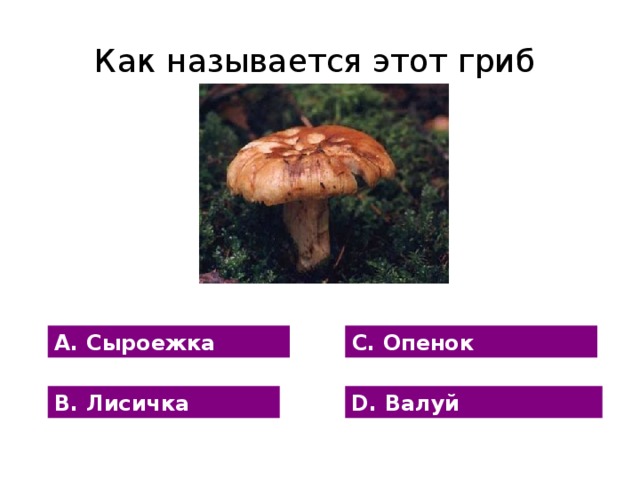 Как называется этот гриб А. Сыроежка С. Опенок В. Лисичка D. Валуй 