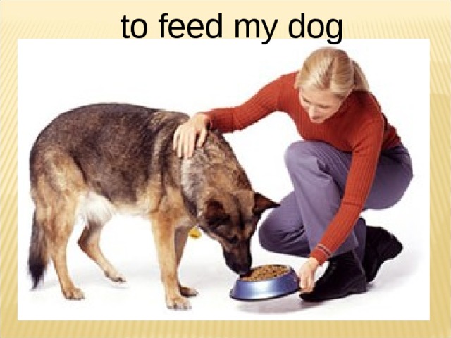 to feed my dog  