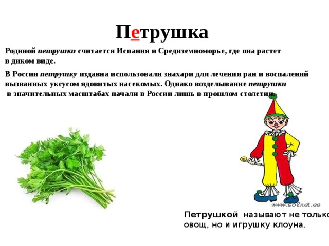 П е трушка Родиной петрушки считается Испания и Средиземноморье, где она растет в диком виде. В России петрушку издавна использовали знахари для лечения ран и воспалений вызванных уксусом ядовитых насекомых. Однако возделывание петрушки  в значительных масштабах начали в России лишь в прошлом столетии.  Петрушкой называют не только овощ, но и игрушку клоуна. 